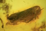 Fossil Cicada (Auchenorrhyncha) In Baltic Amber #109476-1